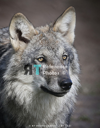 Grey wolf (cropped)