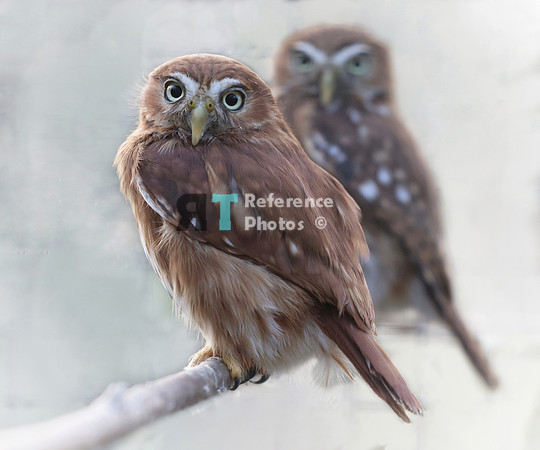 Little owls