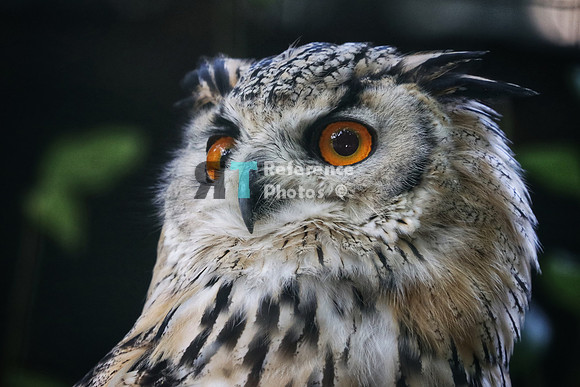 Eagle owl