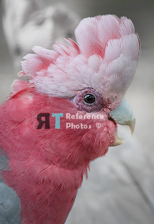 Rose cockatoo