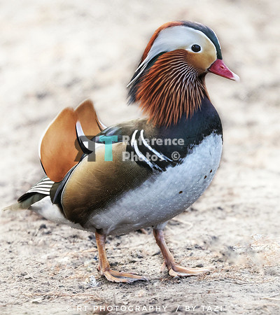 manderin duck (Slightly grainy, so not extremely detailed)