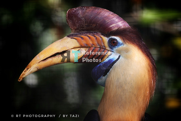 Knobbed hornbill