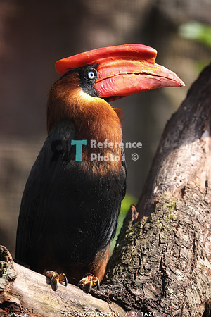 hornbill