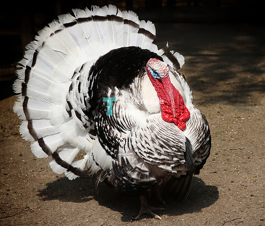 Turkey