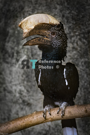 Silvery-cheeked hornbill