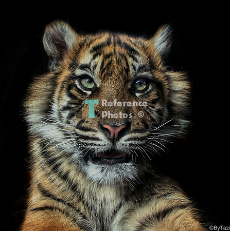 Sumatran tiger cub