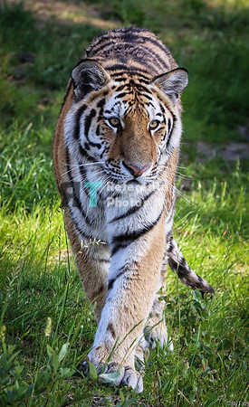 Siberian tiger