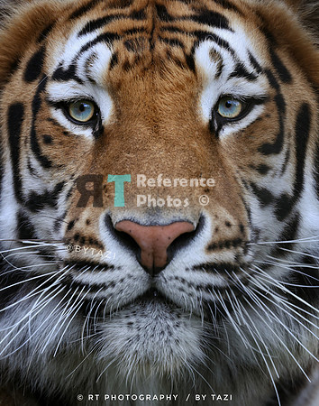Bengal tiger (crop)