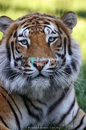 Bengal tiger