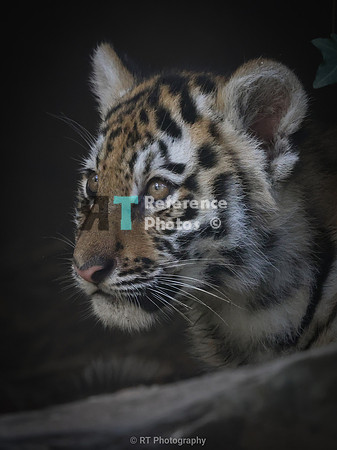 Amur tiger cub