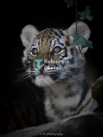 Amur tiger cub