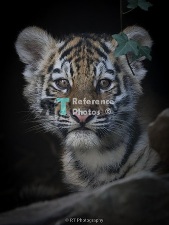 Amur tiger cub