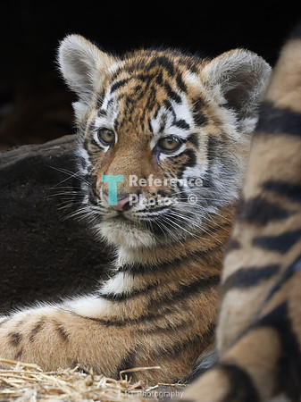 Amur tiger cub