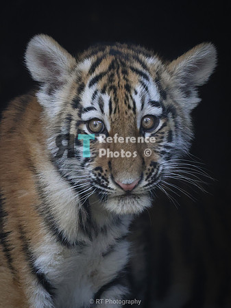 Amur tiger cub