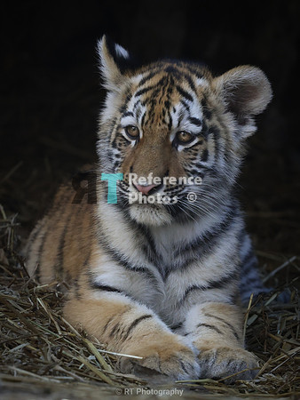 Amur tiger cub
