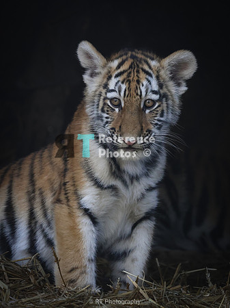 Amur tiger cub