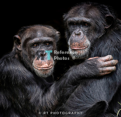 Chimpanzees (cropped version)