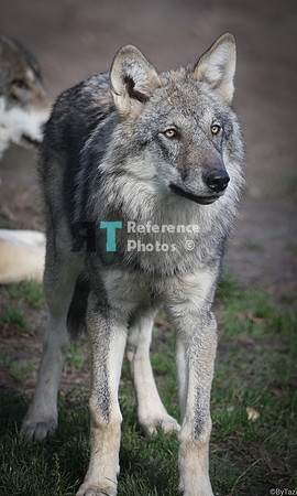 Grey wolf (uncropped)