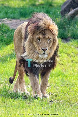 Lion (from art challenge 2021) Colour