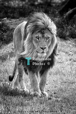 Lion (from art challenge 2021) black&white