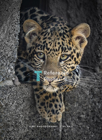 Leopard cub