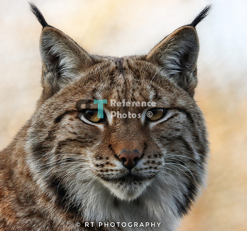 Lynx