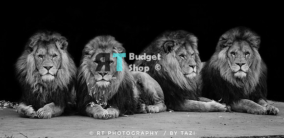Lion brothers