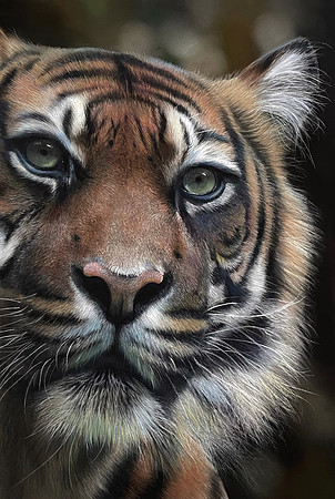 1st place winner @Paulmillerwildlifeart