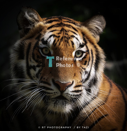 Bengal tiger