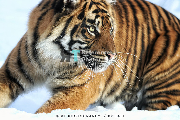 Sumatran tiger