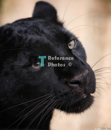 Black leopard