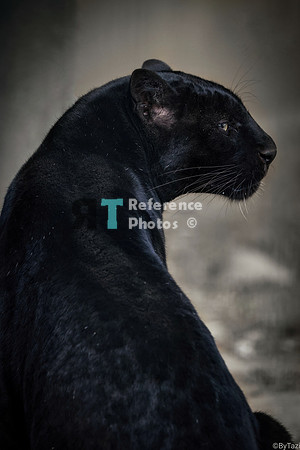 Black leopard