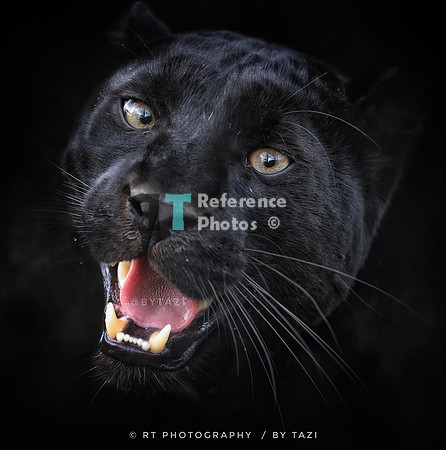 Black leopard