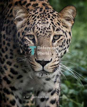 Persian leopard