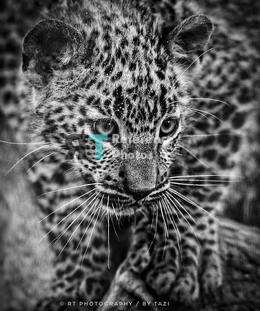 Sri lankan leopard cub
