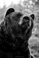 Brown Bear in black & white