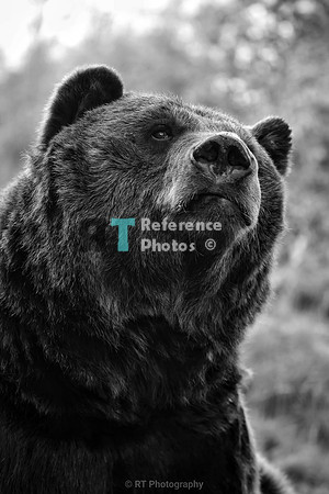 Brown Bear in black & white