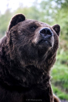 Brown bear
