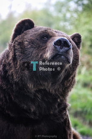 Brown bear