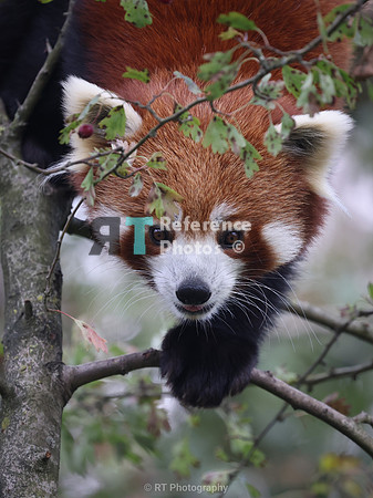 Red panda