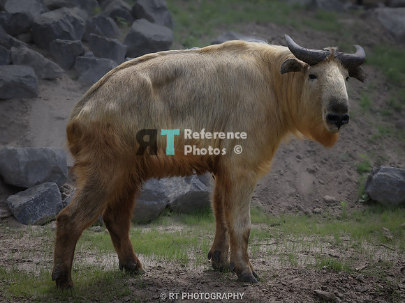 Golden takin
