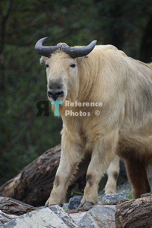 Golden takin