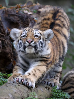 Siberian tiger cub