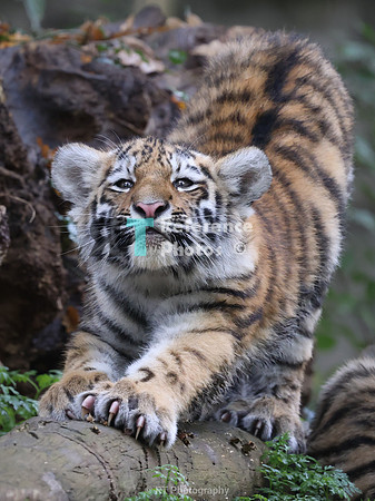 Siberian tiger cub