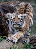 Siberian tiger cub