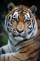 Siberian tiger