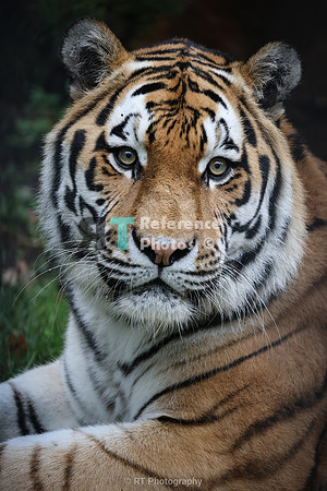 Siberian tiger