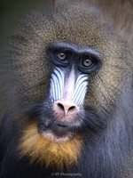 Mandril