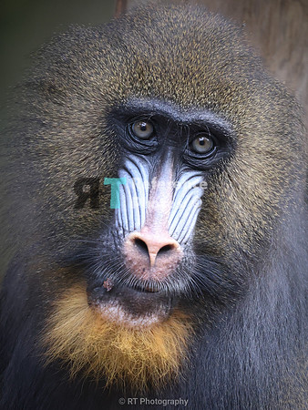 Mandril