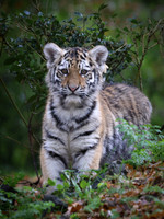 Siberian tiger cub
